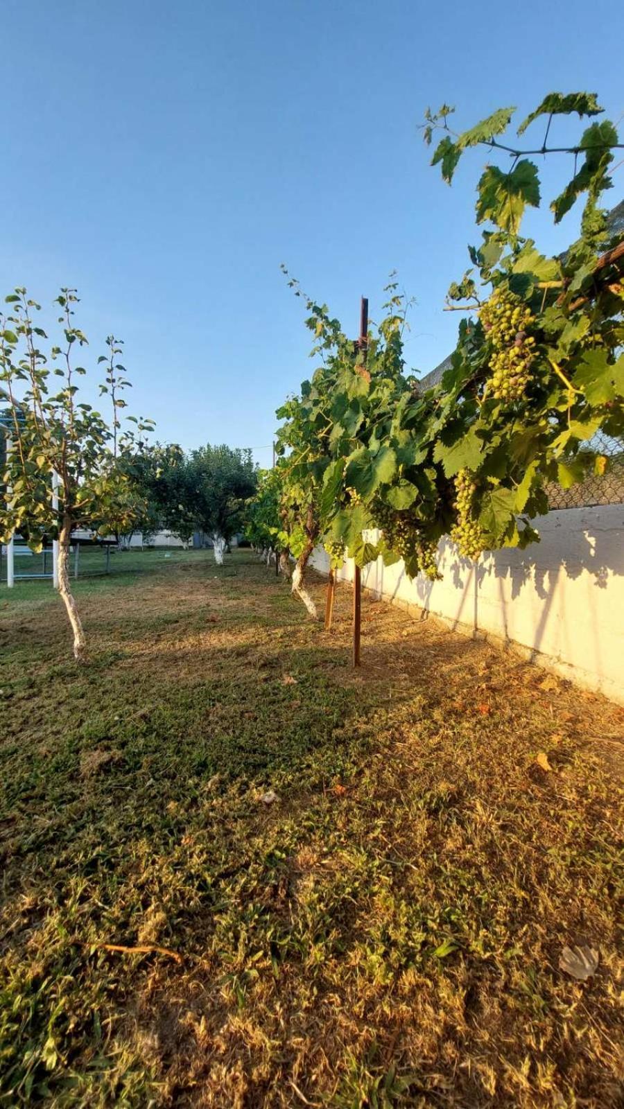 Country house Pomegranate Tree House - Meteora