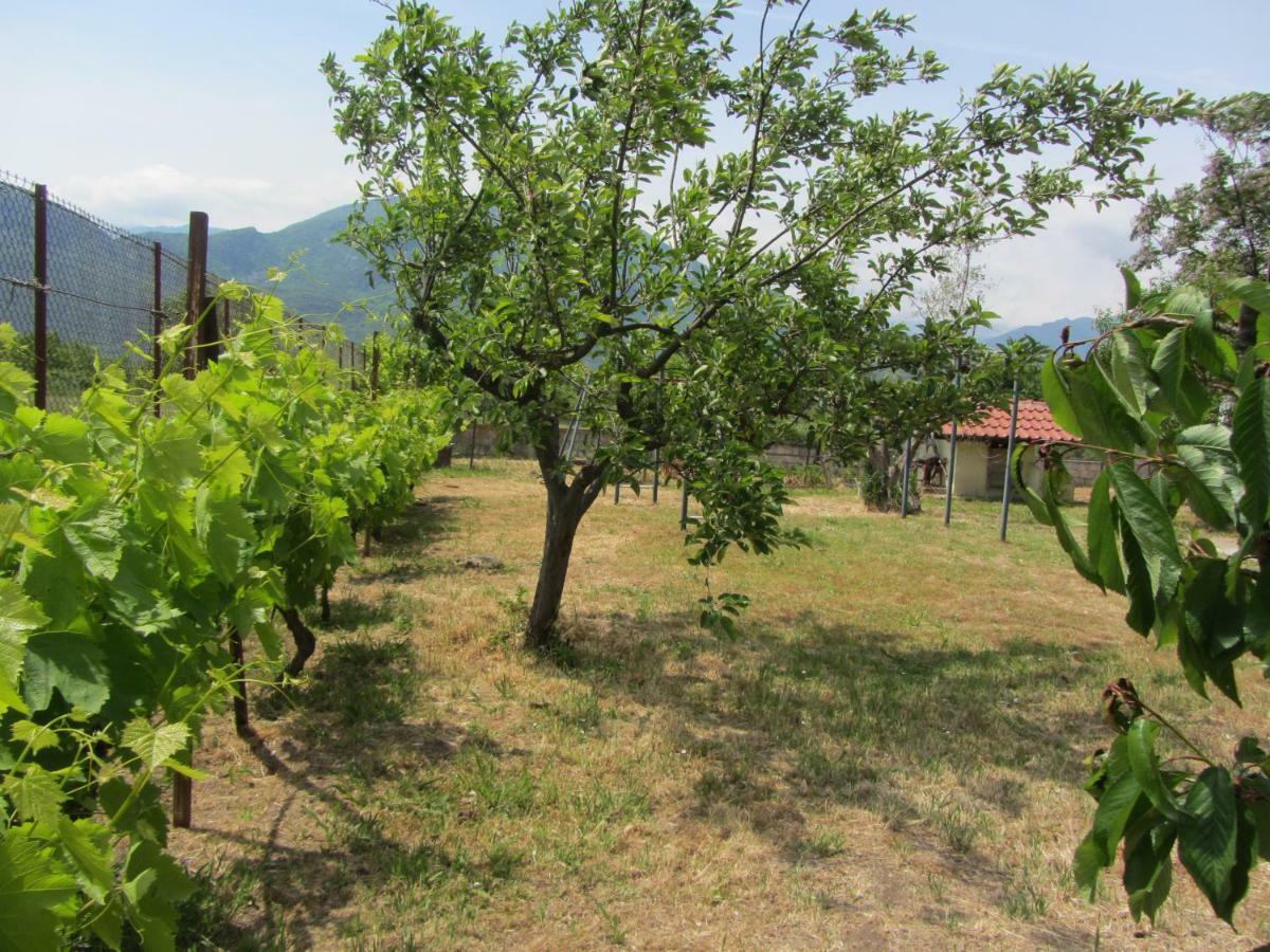 Country house Pomegranate Tree House - Meteora *